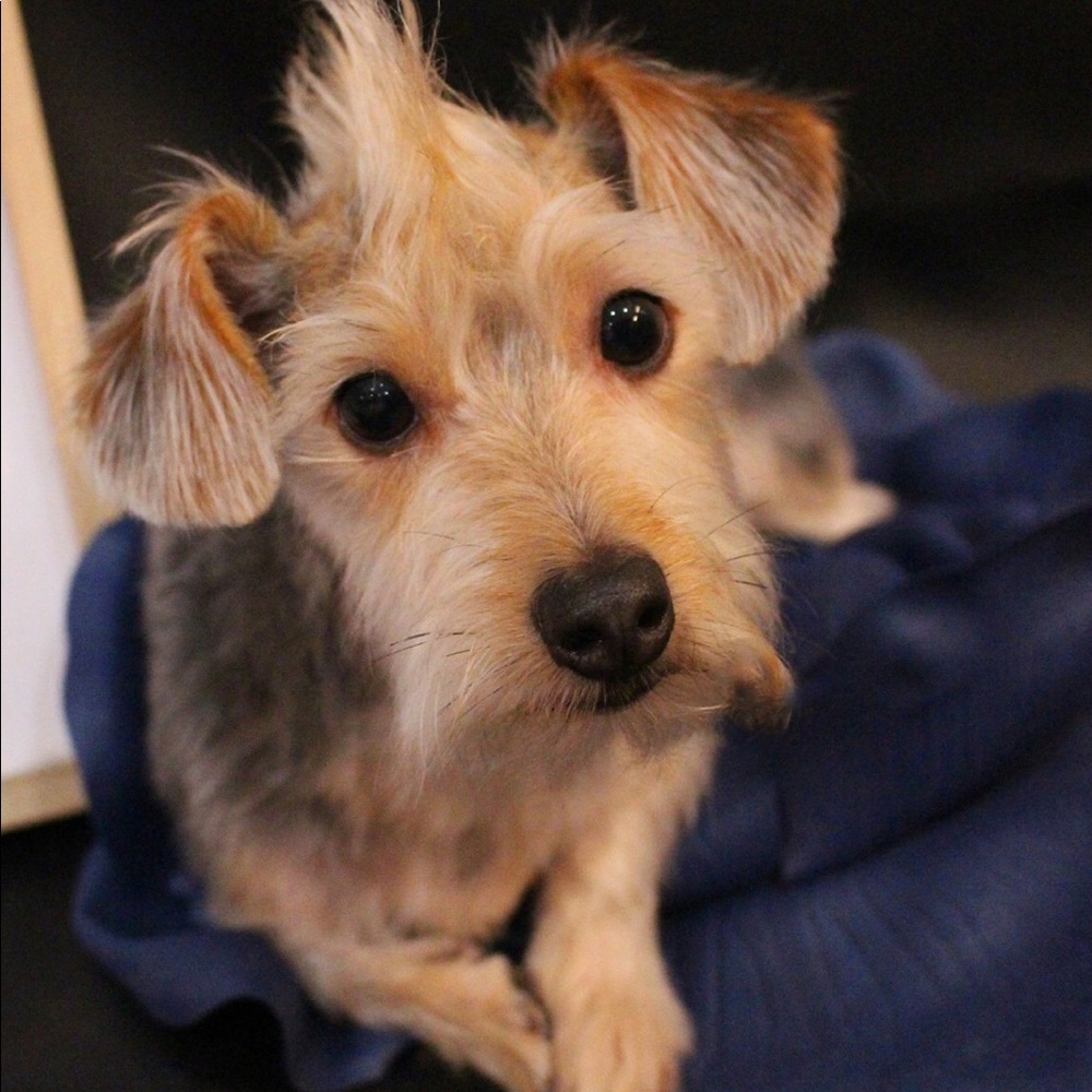 Meet your Posher, Candy